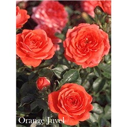 Роза Оранж Джувел / Rose Orange Juwel (мини.)