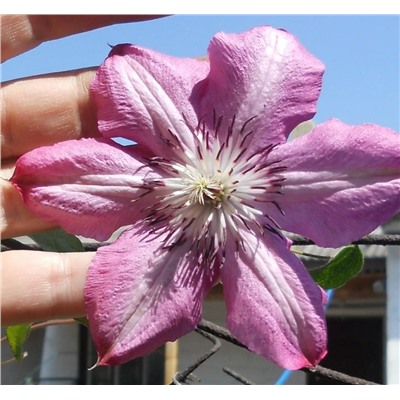 Клематис Bieszczady (200-300см, цветок 10-20см, 3группа)