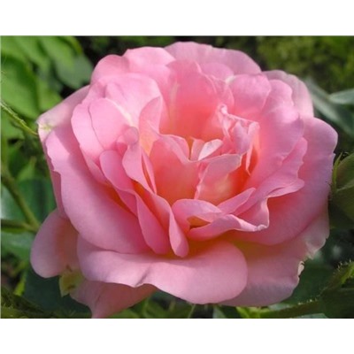 Роза канадская Marie Victorin (корнесобств., гибрид Kordesii)