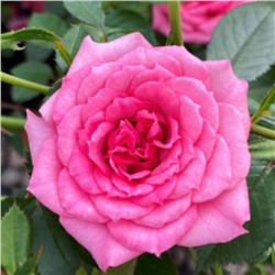 Роза Астерия Пикси / Rose Asteria Pixie (мини.)