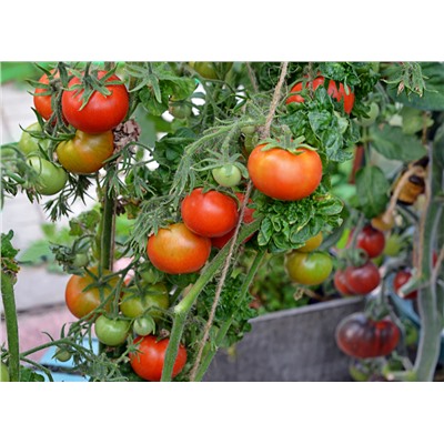 Томат Палка (Stick Tomato, Curl Tomato, Кудряволистный помидор)США, 5семян