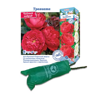Роза Травиата (Сиб.сад) Чайно-гибридная