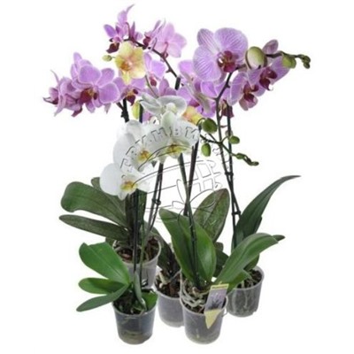 Орхидея Фален. микс 2ст d15 h90 7шт