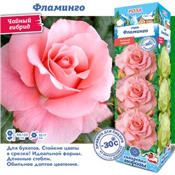 Роза Фламинго (Чайно-гибридная) 1шт (Сиб сад)