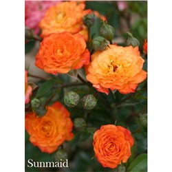 Роза Санмейд / Rose Sunmaid (мини.)
