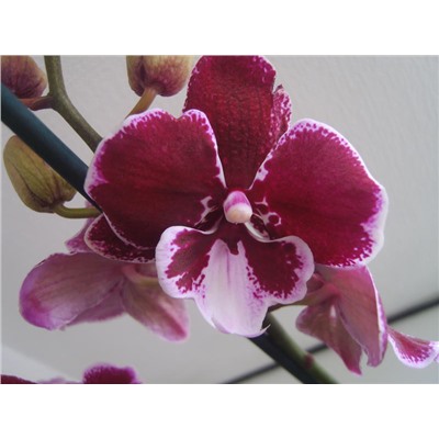 Орхидея Фален. Биг Липс 2 ст d12 h60 10шт