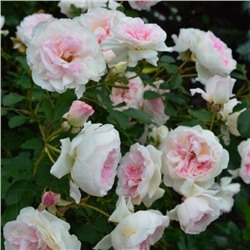 Роза канадская Morden Blush (корнесобств., шраб)