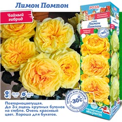 Роза Лимон Помпон (Чайно-гибридная) 1шт (Сиб сад)