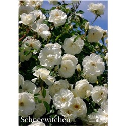 Роза Шнивитхен / Rosa Schneewitchen (шраб)