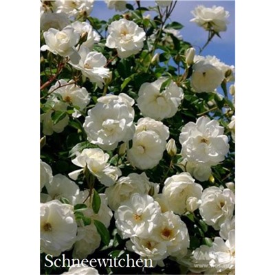 Роза Шнивитхен / Rosa Schneewitchen (шраб)