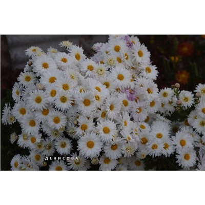 Хризантема корейская Белая ромашка