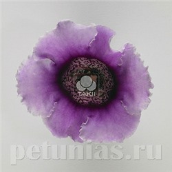 Глоксиния Empress Lavender Bicolor - 5 шт
