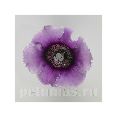 Глоксиния Empress Lavender Bicolor - 5 шт