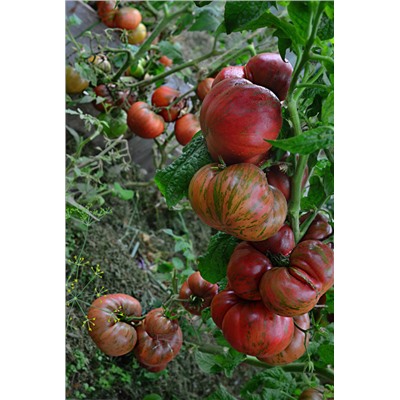 Томат Тенесси подходящий  (Tennessee Suited) (сорт из проекта Гном томатный)Австралия, 5 семян