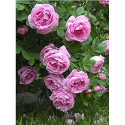 Роза канадская Wasagaming (корнесобств., Гибрид Rugosa)