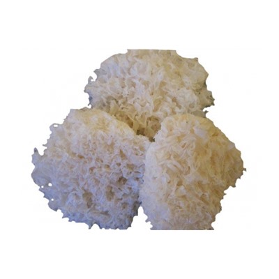 Грибы сухие коралловые 1кг/10кг/24мес, кг