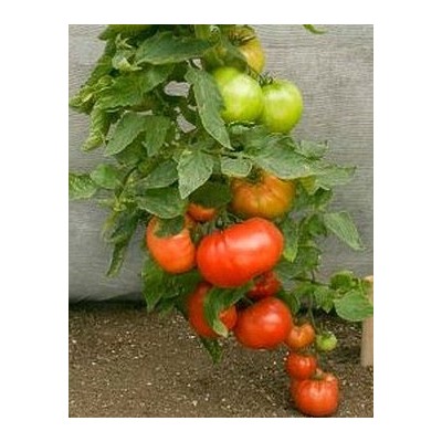 Томат Палка (Stick Tomato, Curl Tomato, Кудряволистный помидор)США, 5семян