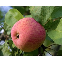 Яблоня Мельба (позднелетний сорт)