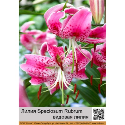 Лилия Speciosum Rubrum
