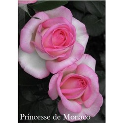 Принцесса  Монака