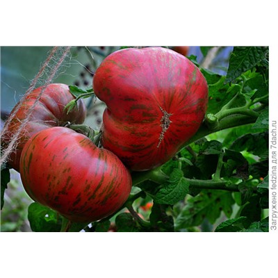Томат Тенесси подходящий  (Tennessee Suited) (сорт из проекта Гном томатный)Австралия, 5 семян