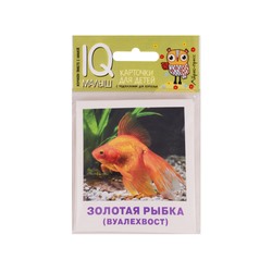IQМалыш Аквариумные рыбы (карточки для детей с подсказками для взрослых), (Айрис, 2018), К, c.19