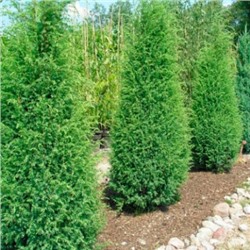 Можжевельник (Juniperus) обыкн. Суецика d9 h5-15