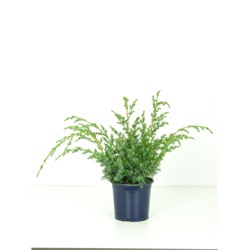 Можжевельник (Juniperus) китайский Блю Альпс (KV) d15 h35-40