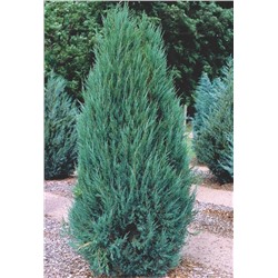 Можжевельник (Juniperus) скальный Блю Эрроу 2л h40-60