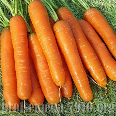[СибСад] Морковь Нантская улучшенная - 2 гр