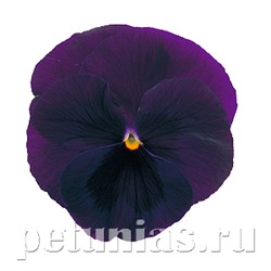 Виола Power Purple with Blotch - 5 шт