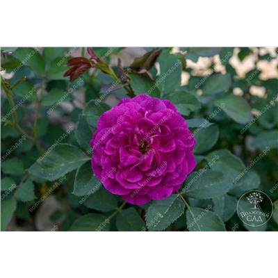 Роза Твайлайт Зоун (флориб. фиолет.)