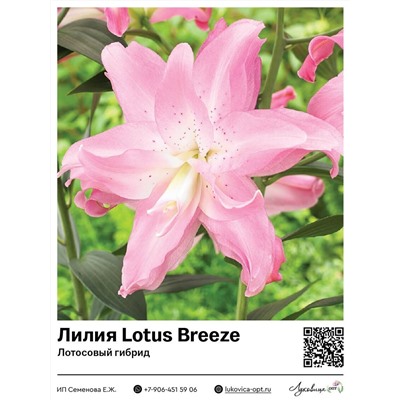 Лилия Lotus Breeze (Лотосовый гибрид)