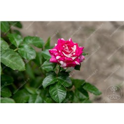 Роза Арроу Фолиес (спрей, розов. белый.)