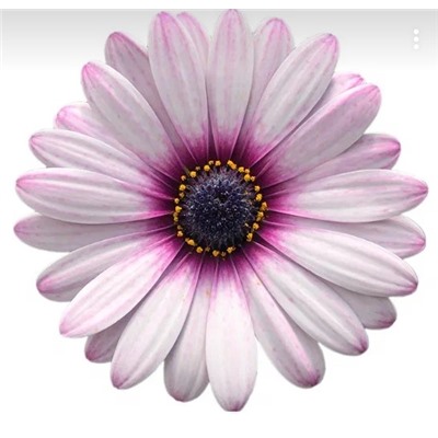 №1441 Остеоспермум Cape Daisy Eye Catcher Pink