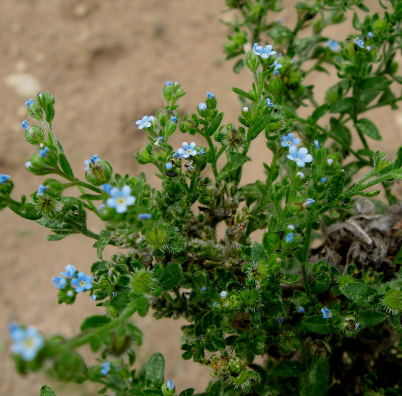 Липучка оттопыренная. Липучка Lappula Myosotis. Липучка растопыренная (Lappula squarrosa). Липучка ежевидная (Lappula squarrosa),. Липучка обыкновенная сорняк.