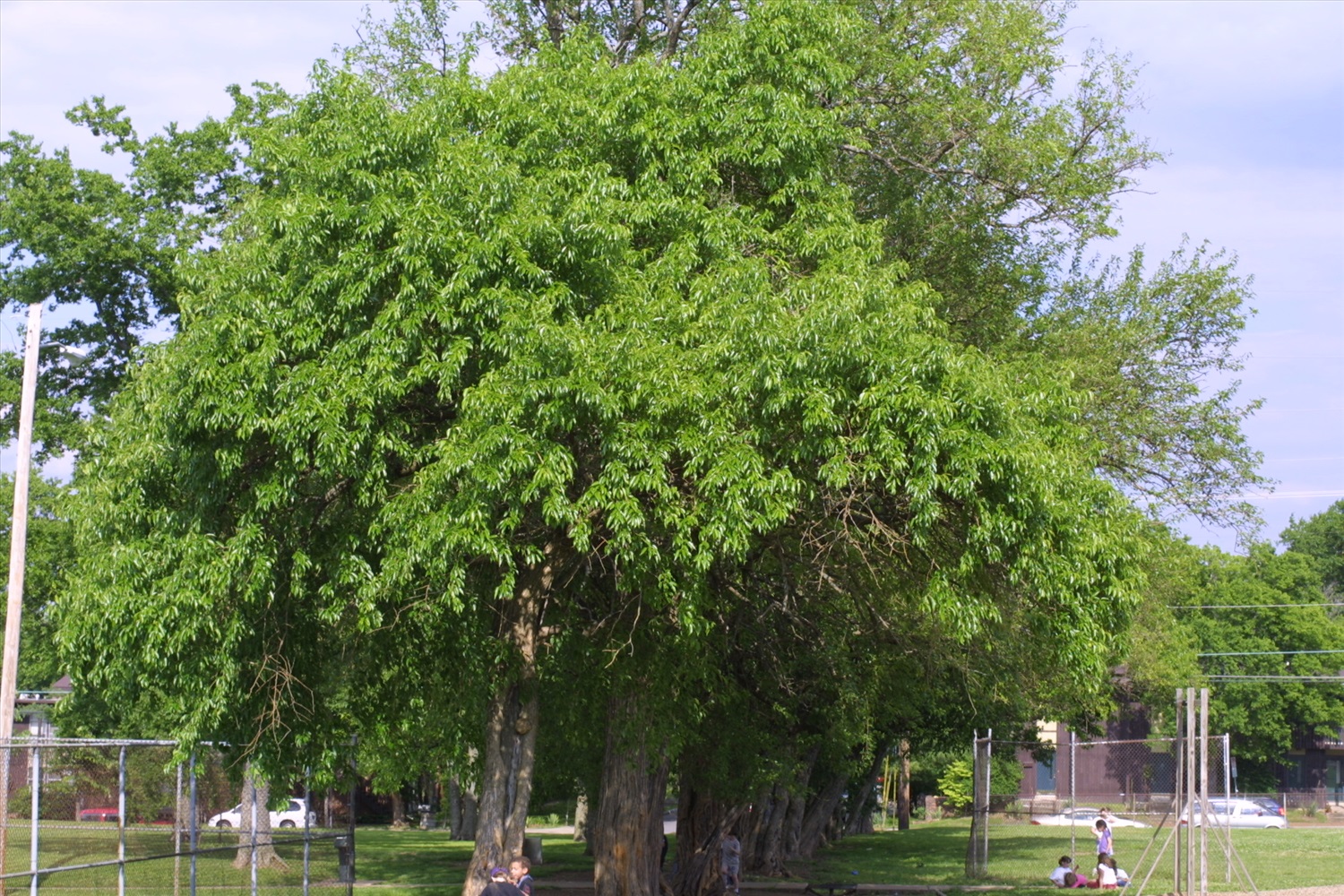 Маклюра оранжевая (50 семян). купить, отзывы, фото, доставка - ОКЕАН-СП