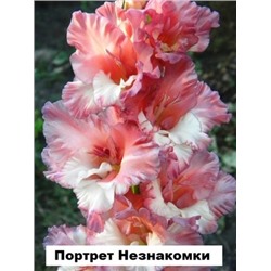 Гладиолус Портрет Незнакомки (Код: 76543)