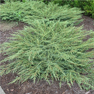 Можжевельник (Juniperus) обыкн.Грин Карпет d9 h5-15