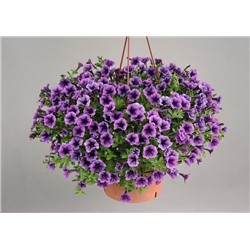 №1368 Петуния Littletunia Blue Vein