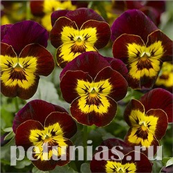 Виола Penny Red with Yellow Face - 5 шт
