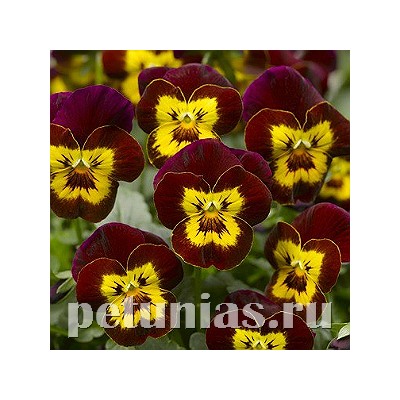 Виола Penny Red with Yellow Face - 5 шт