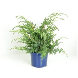 Можжевельник (Juniperus) китайский Блю Альпс (KV) d23 h45-50
