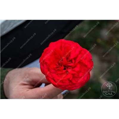 Роза Пиано (ч.-гибрид, красный)