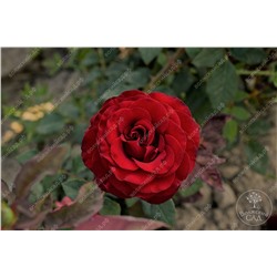 Роза Черный Жемчуг (ч-гибрид. темно-красный)