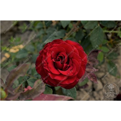 Роза Черный Жемчуг (ч-гибрид. темно-красный)