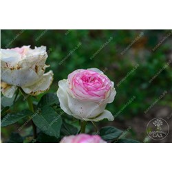 Роза Дольче вита  (ч.-гибрид, белый розов)