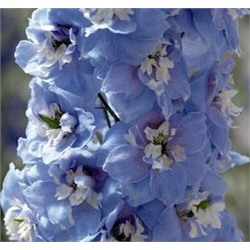 Дельфиниум высокий Magic Fountains Sky Blue White Bee - 10 шт.