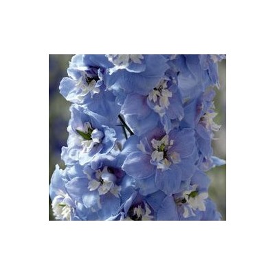 Дельфиниум высокий Magic Fountains Sky Blue White Bee - 10 шт.