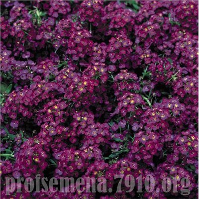 Алиссум Wonderland Deep Purple - 10 мдр